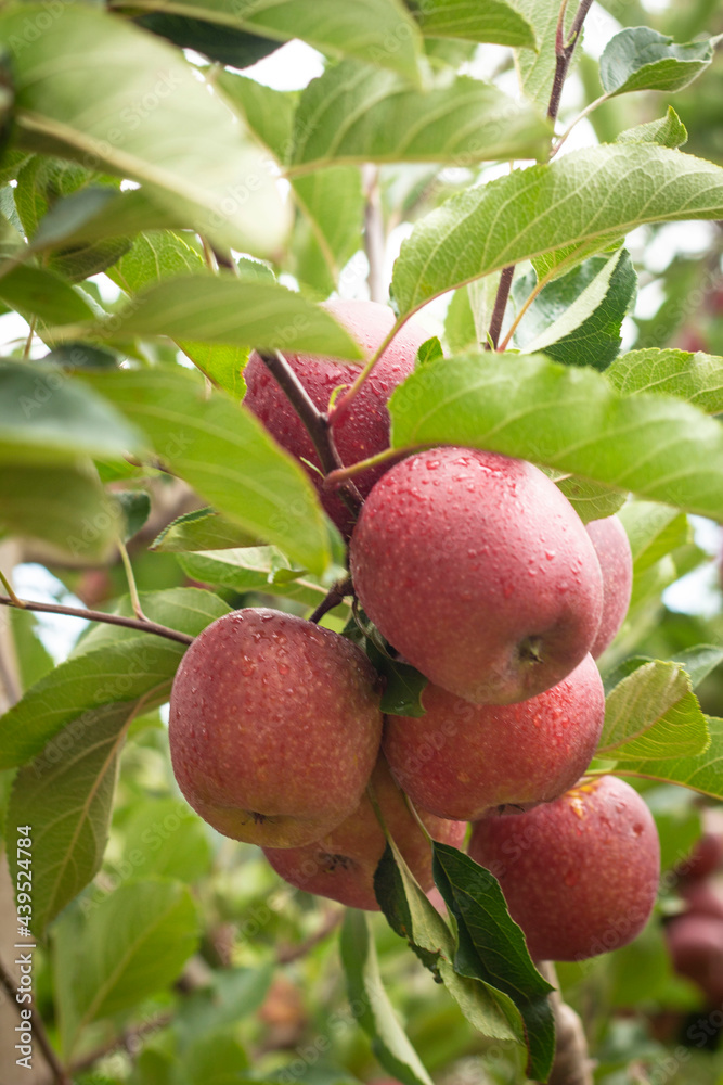 Obraz premium Red apples on tree
