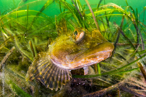 Sculpin Hiding in Seagrass photo