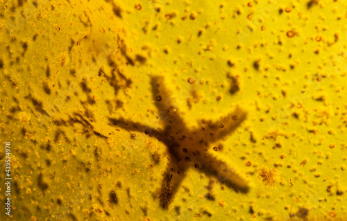 Sea Star through Kelp