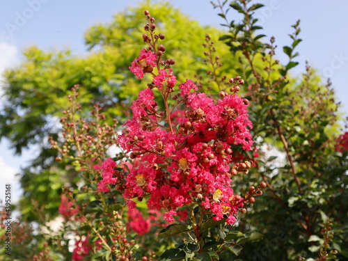 pink flowers in the garden