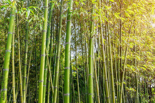 Chinese green bamboo grove growth in ornamental garden with natural green background