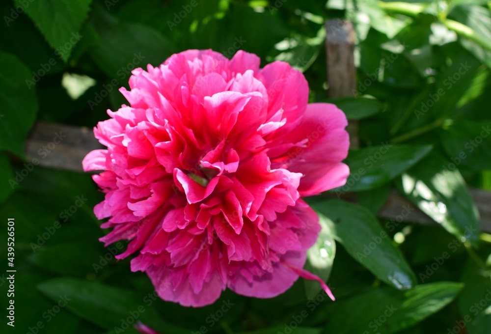 peony blooms, summer morning, flower bud