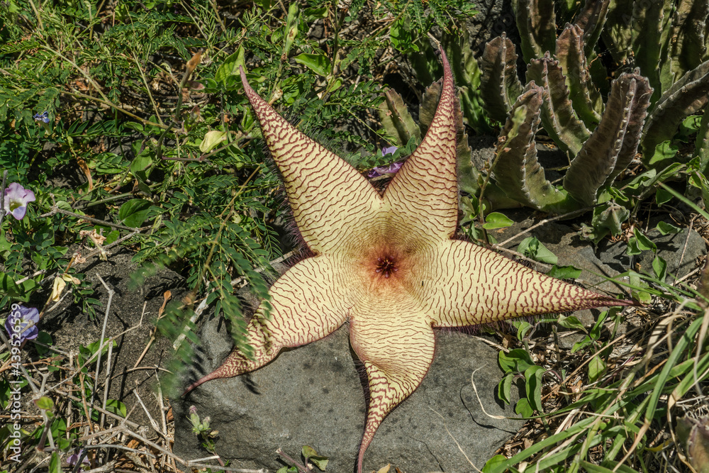 Stapelia gigantea is a species of flowering plant in the genus Stapelia of the family Apocynaceae. Zulu giant, carrion plant and toad plant. Kaena ponit trail, Oahu, Hawaii Stapelia gigantea is a species of flowering plant in the genus Stapelia of the family Apocynaceae. Zulu giant, carrion plant and toad plant. Kaena ponit trail, Oahu, Hawaii