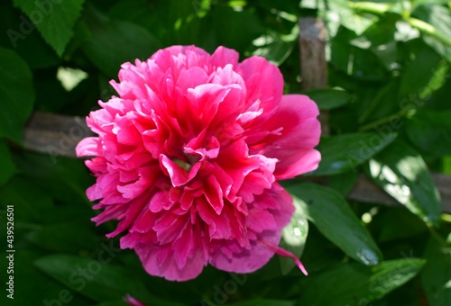 peony blooms, summer morning, flower bud