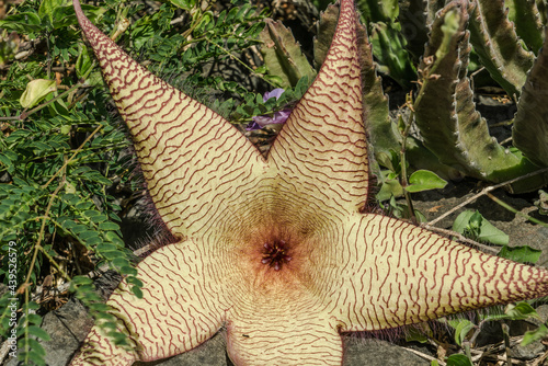 Stapelia gigantea is a species of flowering plant in the genus Stapelia of the family Apocynaceae. Zulu giant, carrion plant and toad plant. Kaena ponit trail, Oahu, Hawaii