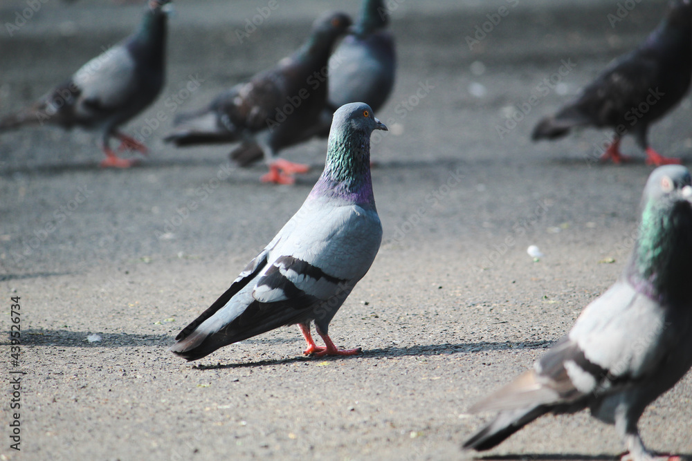 Fototapeta premium pigeons on the beach