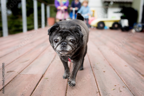 Elderly pet pug walks on deck