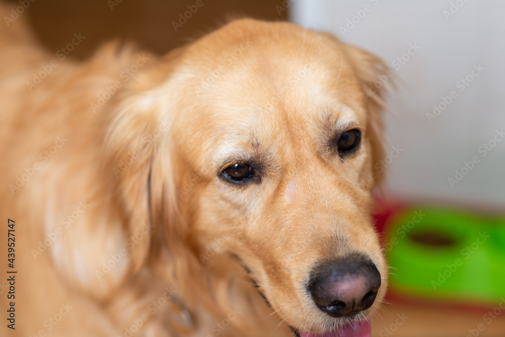 Cute golden labrador dog near bowl with food in kitchen.Closeup.