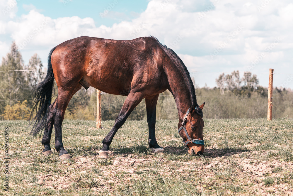 Magnificent graceful chestnut horse in meadow field.The horse eats the grass. Summer,spring sunny day. Magnificent graceful chestnut horse in meadow field.The horse eats the grass. Summer,spring sunny day.