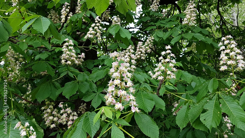 Chestnut trees begin to bloom in large white clusters in late spring