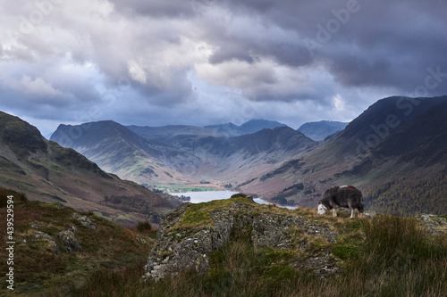 Herdwick sheep on Rannerdale Knotts with Buttermere behind. photo