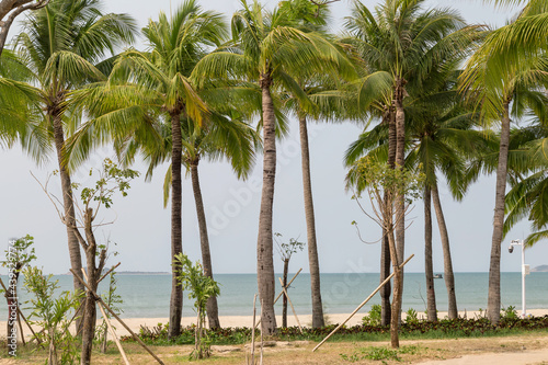 Tall coconut trees on the beach