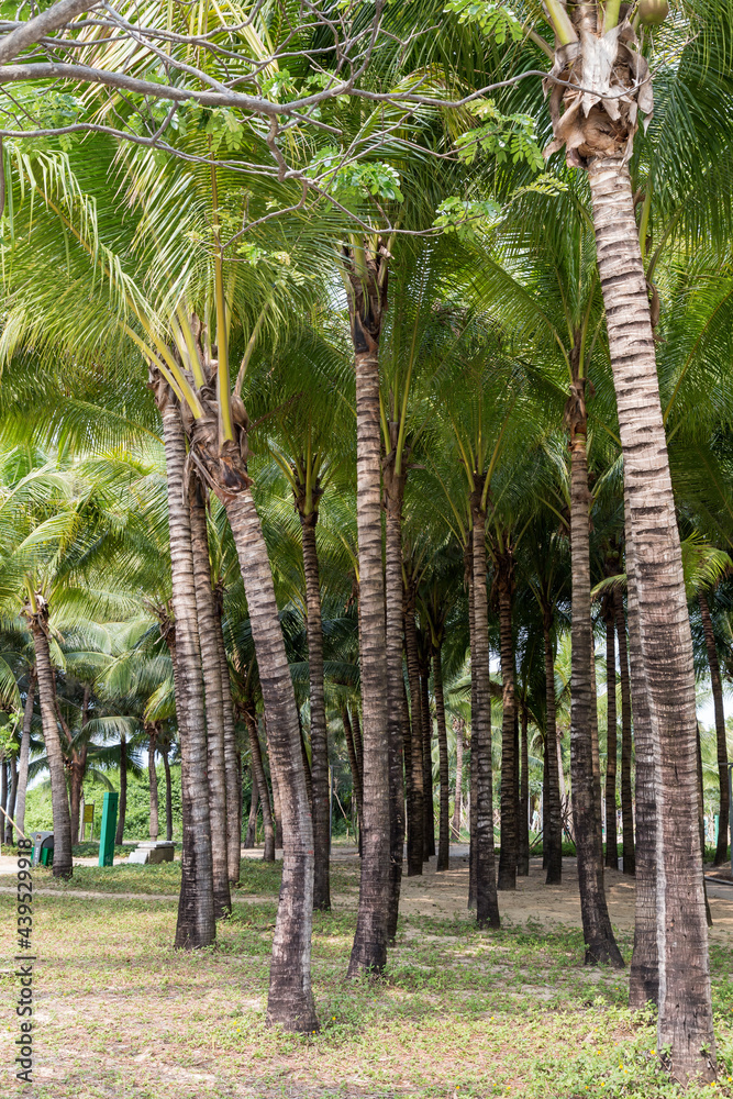 Tall coconut trees on the beach Tall coconut trees on the beach