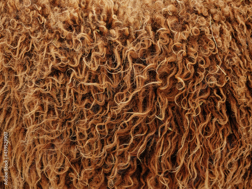 Detail of the fur of a sheep photo