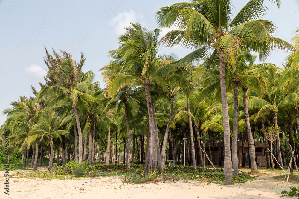 Tall coconut trees on the beach Tall coconut trees on the beach
