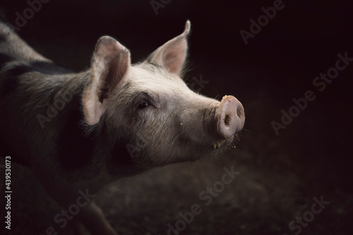 Pig Eating Portrait photo