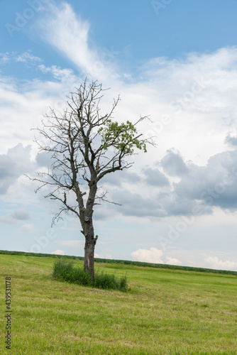 A single almost bare tree with a mown meadow 