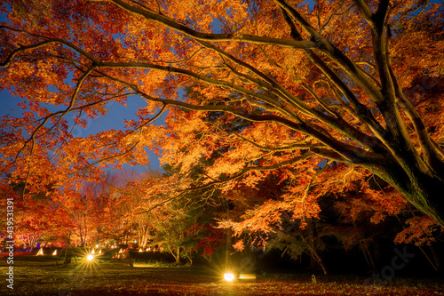 Fotografia Glowing Autumn Leaves at Musashi Kyūryō National Park
