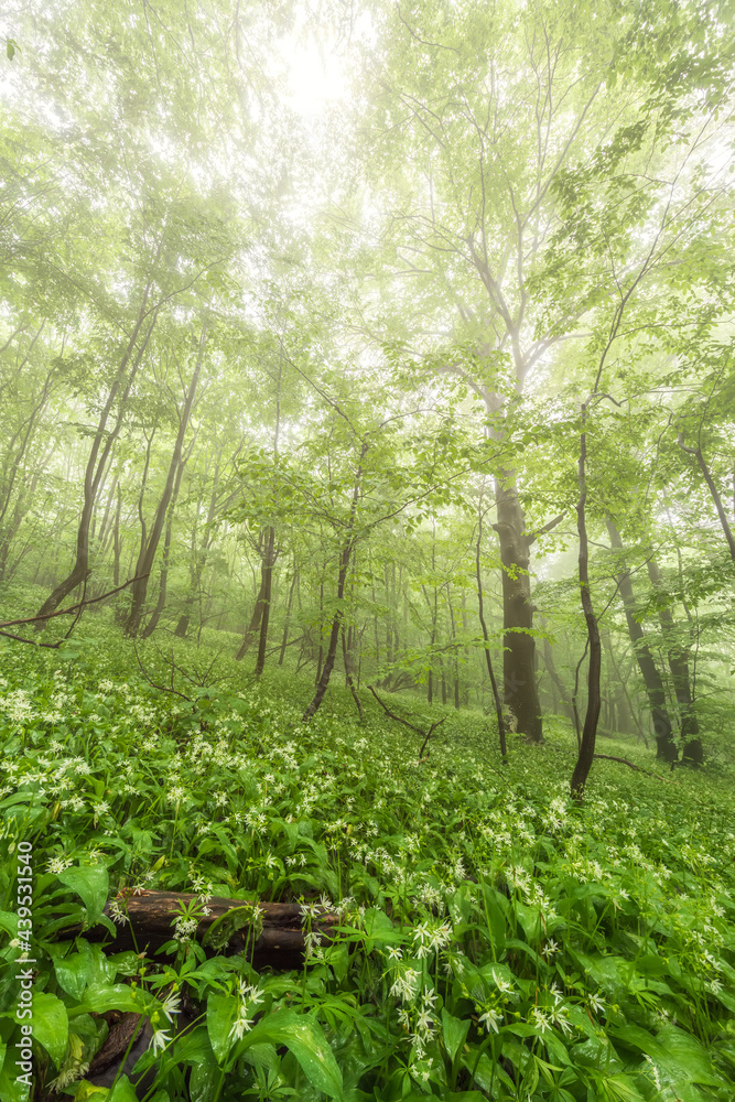 Amazing view of a morning fog in a spring forest, Balkan Mountains, Bulgaria