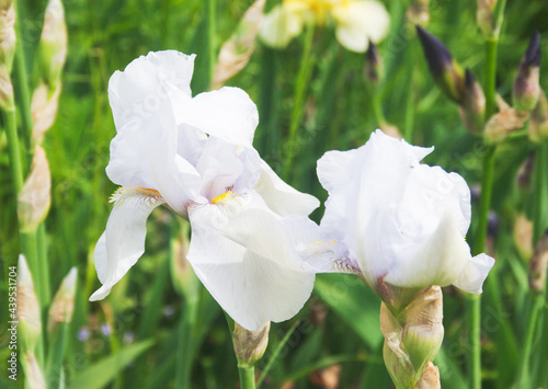 Blooming white iris. Candid.