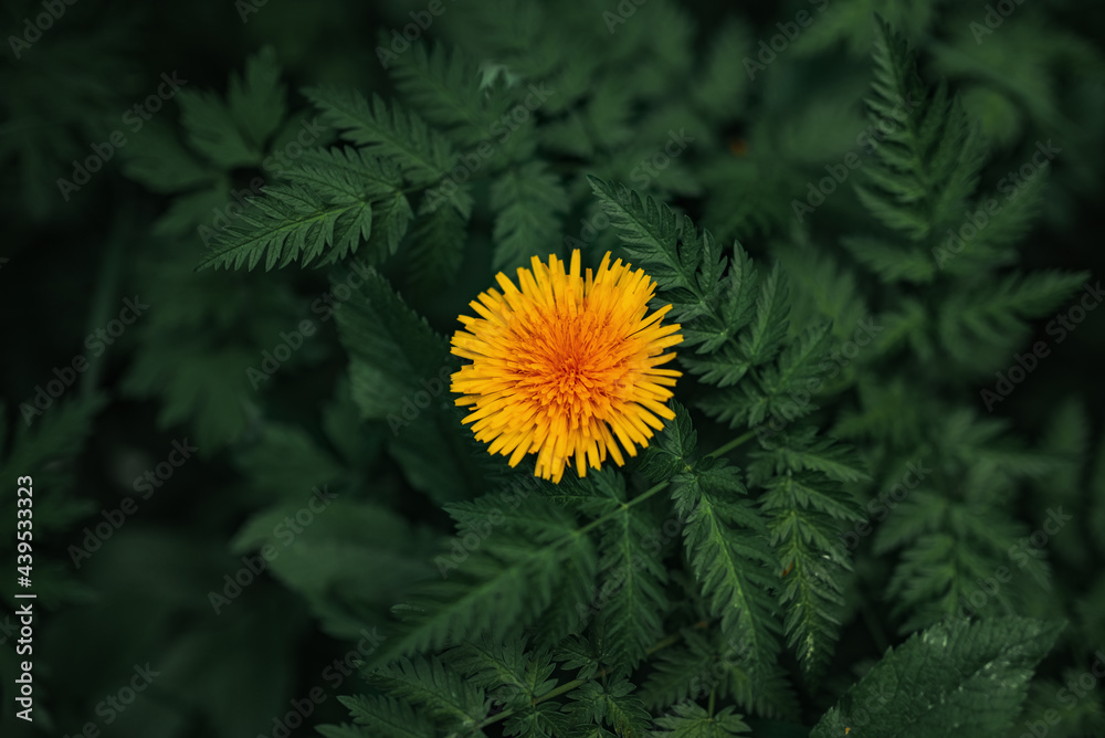 Close up Yellow dandelion grow in the grass green meadow, spring, summer. Selective focus Close up Yellow dandelion grow in the grass green meadow, spring, summer. Selective focus