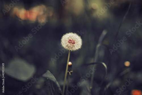 Full Ripe Dandelion on a lawn  spring  summer. Image with selective focus and toning