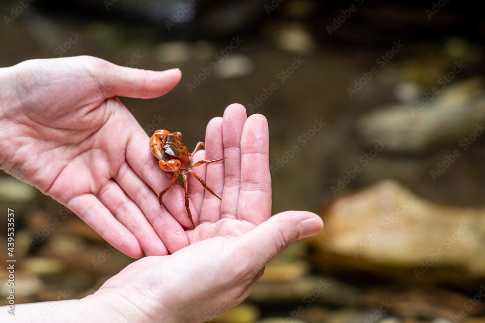 Fototapeta premium サワガニを見つけたよ