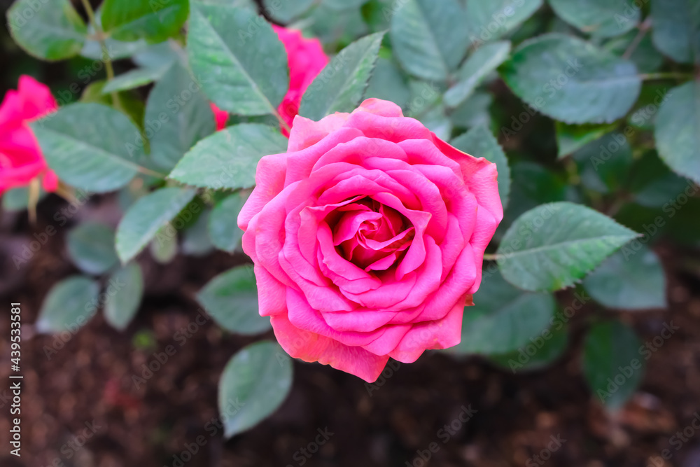 Top view pink rose flower with green leaf in garden outdoor background Top view pink rose flower with green leaf in garden outdoor background