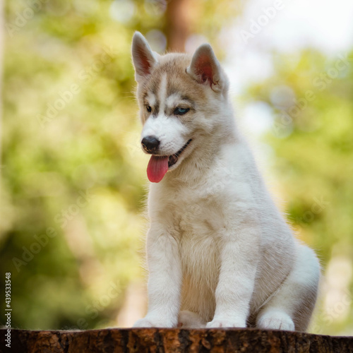 Siberian Husky puppy outdoors. Gray dog