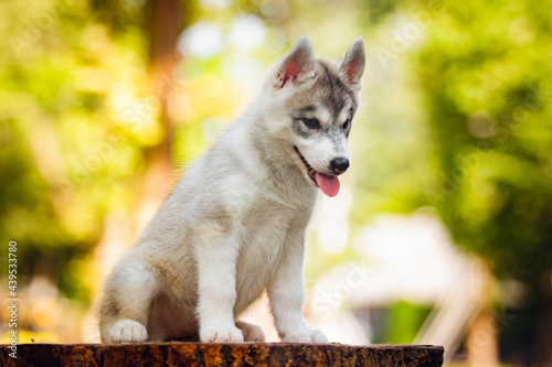 Siberian Husky puppy outdoors. Gray dog