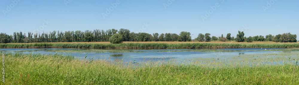 Panoramic view over beautiful lake landscape with wind turbines to produce green energy, and pair of white wild swans in the lake filled with water lilies, Germany, Summer, at blue sky and sunny day