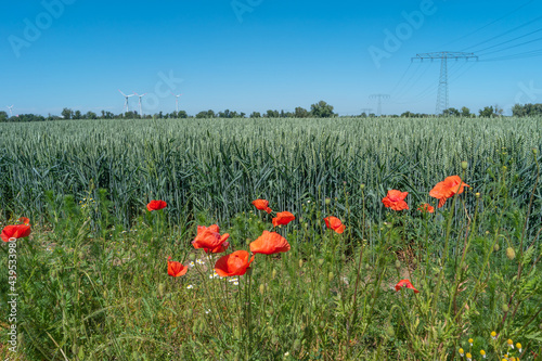 View over beautiful farm landscape with wheat field, red poppies flowers, wind turbines to produce green energy and electrical power lines in Germany, Summer, at sunny day and blue sky