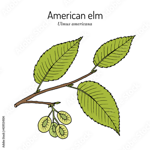 American, or water elm Ulmus americana the official state tree of North Dakota