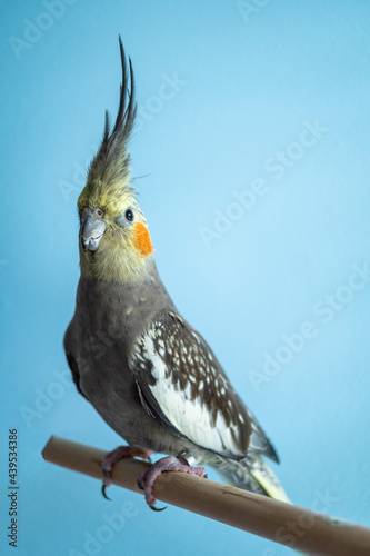 Full Body Shot of Grey Cockatiel Parrot Isolated Against Blue Background