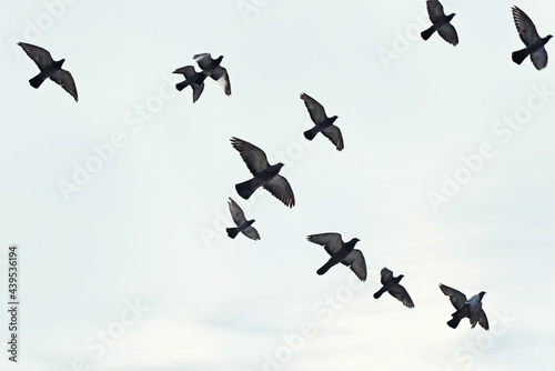 Birds in Flight photo