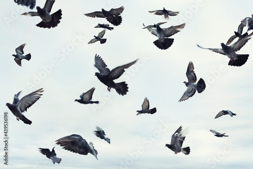 Birds in Flight photo