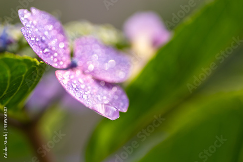 梅雨の晴れ間の紫陽花（ガクアジサイ）