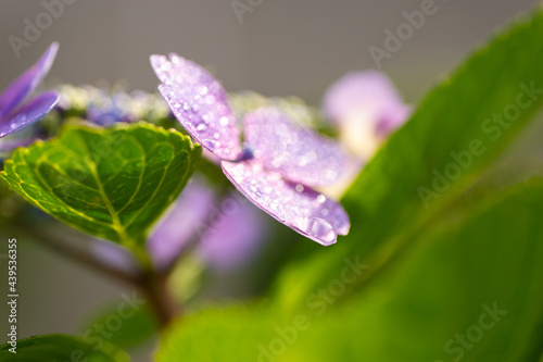 梅雨の晴れ間の紫陽花（ガクアジサイ）