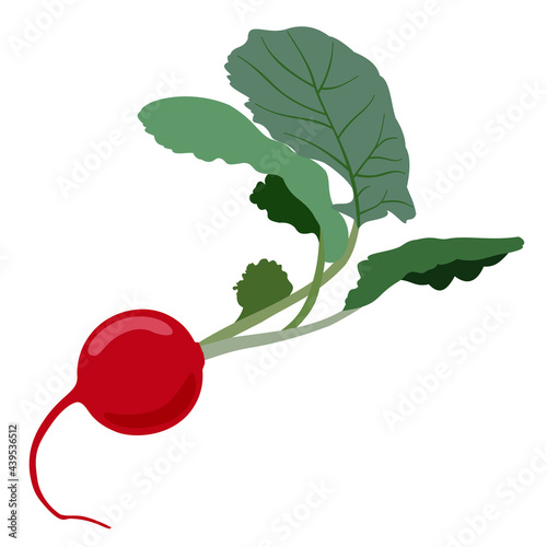 Vector isolated illustration of radish.