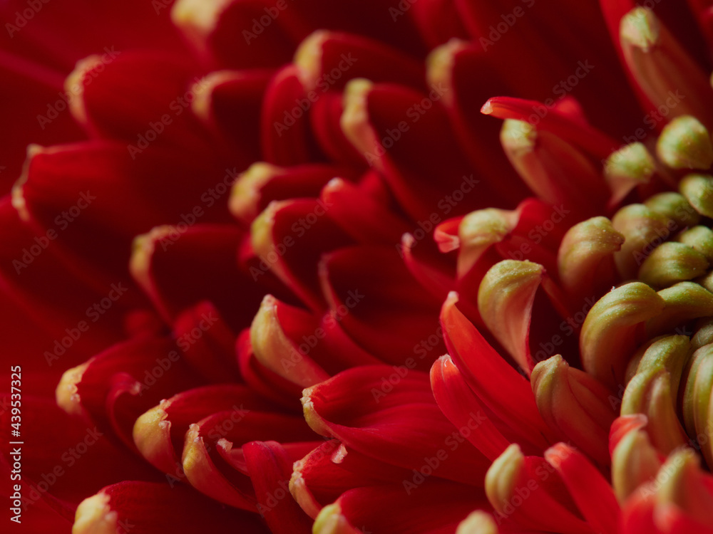 Lush red gerbera daisy bouquet