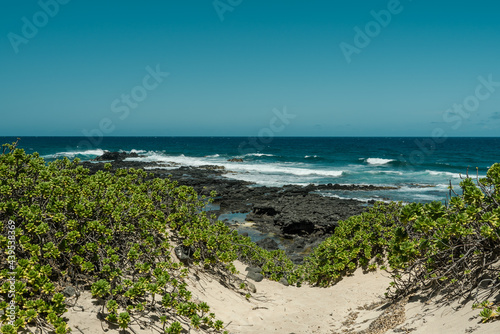 Scaevola taccada, also known as beach cabbage, sea lettuce, beach naupaka, naupaka kahakai. Kaena Point State Park, Oahu, Hawaii.