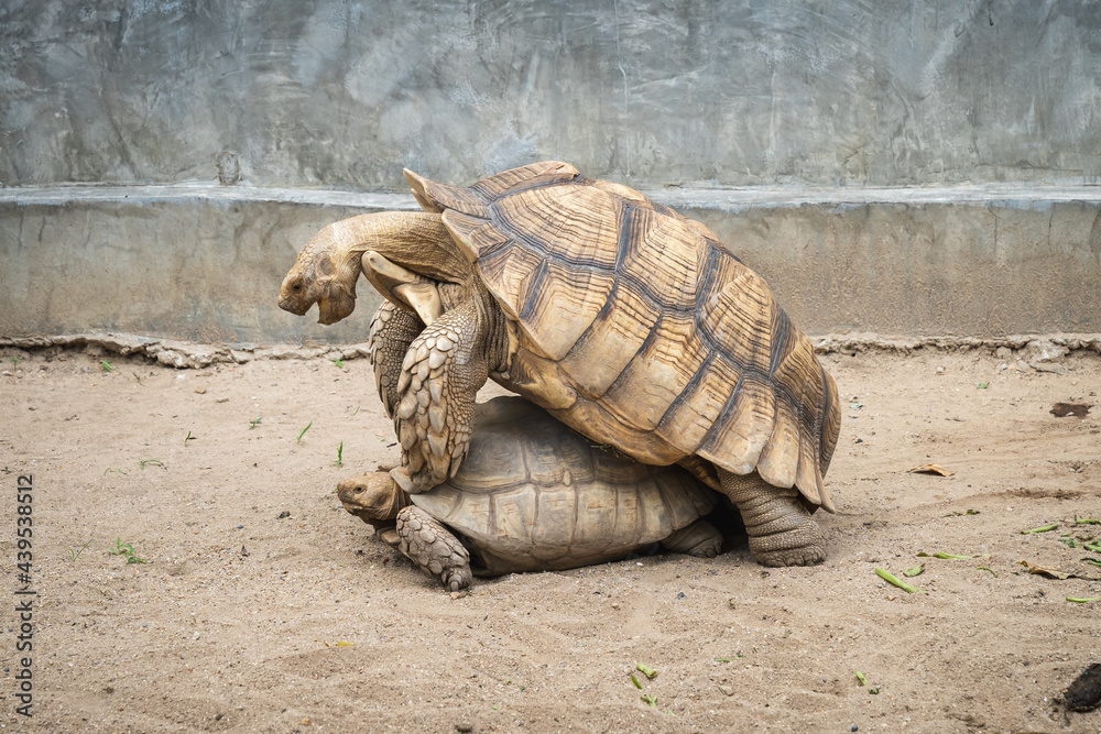 Gigantic Turtles (Sulcata tortoises or African spurred tortoises) are breeding on the sand in the zoo. photo from the side.