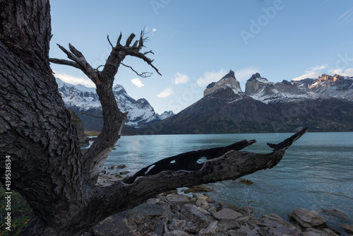 Trees of different shapes and amazing autumn natural scenery. Popular travel destination in Chile in South America: Torres del Paine National Park. © zhuxiaophotography