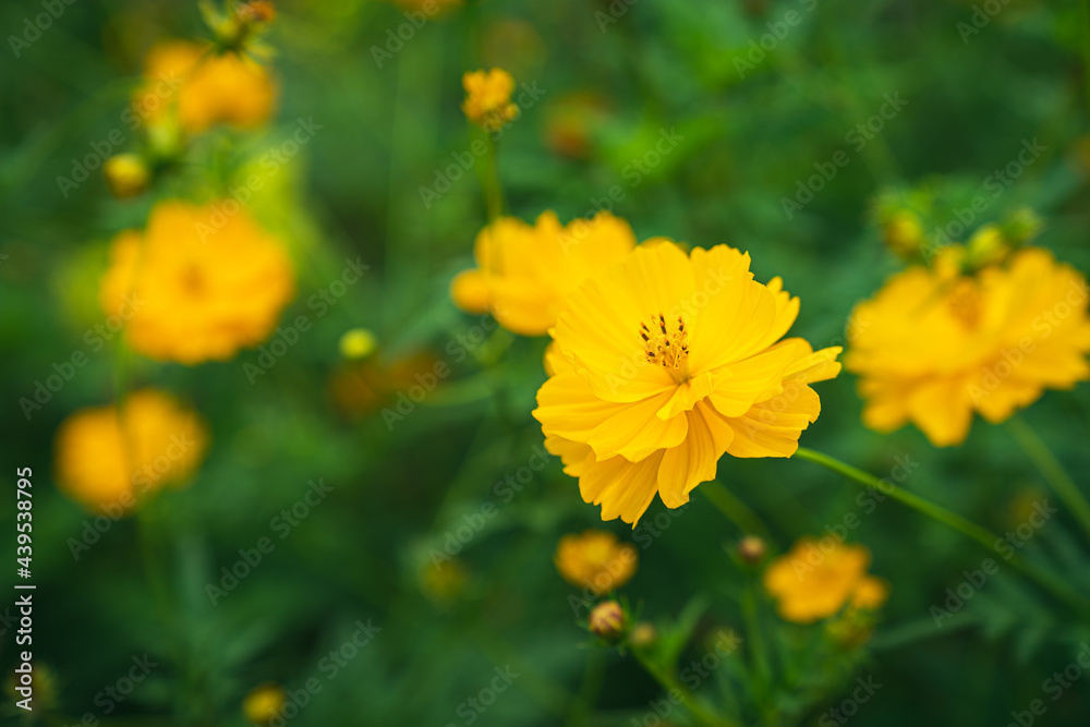 Close-up shot of yellow daisies blooming in the morning light.
soft focus. Close-up shot of yellow daisies blooming in the morning light.
soft focus.