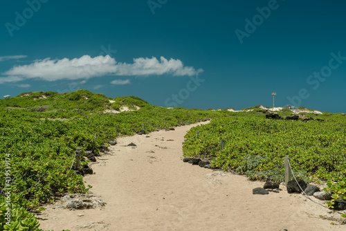 Scaevola taccada, also known as beach cabbage, sea lettuce, beach naupaka, naupaka kahakai. Kaena Point State Park, Oahu, Hawaii.  photo