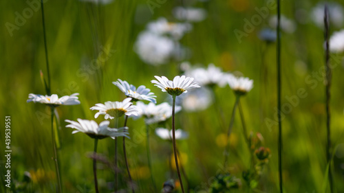 Fotografie grandes marguerites