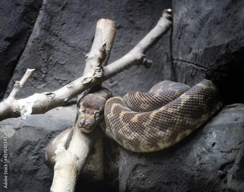portrait of rough-scaled python in terrarium