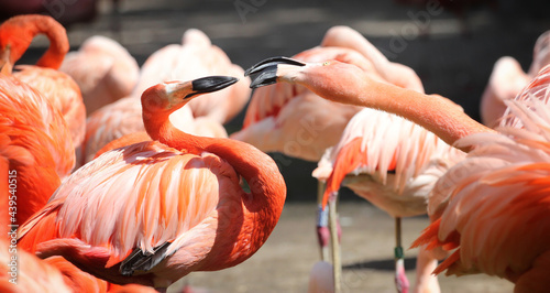 group of pink fighting flamingos