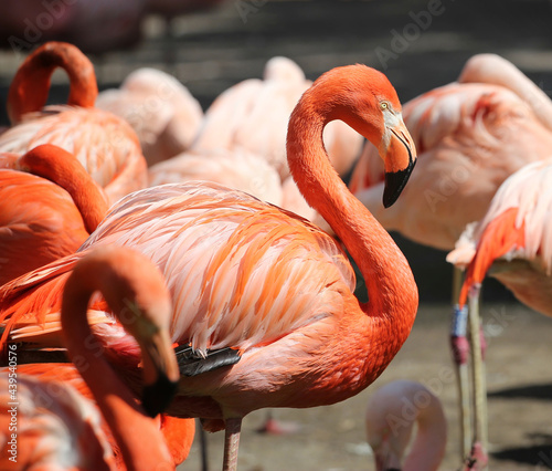 pink flamingo on the beach