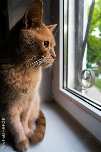 Fototapeta Naklejka Na Ścianę i Meble -  red lovely cat looking out the window